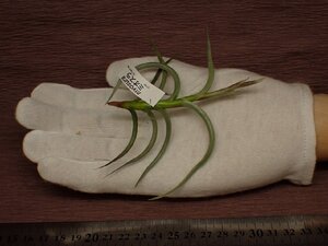 Tillandsia myosura チランジア・ミオスラ 100■エアプランツAH