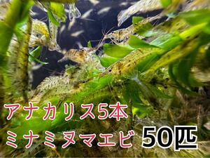 送料無料 ミナミヌマエビ50匹＋α死着保証分とアナカリス5本セット即決価格 川エビ 淡水エビ 餌 水草 離れ島不可 淡水魚餌 