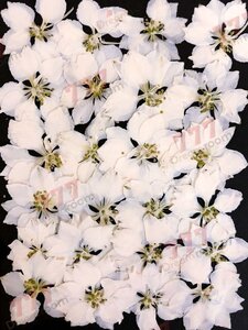 送料無料☆本物 押し花素材 ハンドメイド 花材 DR145W　押花素材　千鳥草　ホワイト