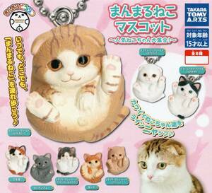 △-□　(即決)　ガチャガチャ　まんまるどうぶつ　まんまるねこ　マスコット　~人気ねこちゃん大集合!~　( 全８種セット )