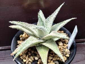 Aloe hybrid 