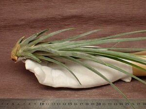 Tillandsia 