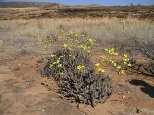 Pachypodium horombense パキポディウム ホロンベンセ 種 10粒