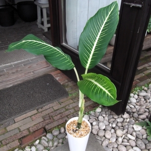 現物出品【ディフェンバキア・ホワイトマジック 90ｃｍ＊Dieffenbachia White Magic】５号