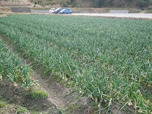 栄養豊富！淡路島産の甘い玉ねぎ 健康にも最適 逸品3kg