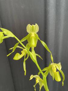 No.1388 Paph.kolopakingii f.album x sib. 苗 2株セット パフィオ 原種