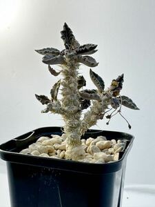 ユーフォルビア トゥレアレンシス euphorbia tulearensis マダガスカル原産 実生選抜株 抜き苗送料込 美葉 幹太セレクト株 塊根