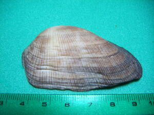 天然採取の貝殻　「シュロエガイ」　標本Ｓ０６　超美品