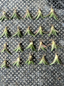 No:J09多肉植物アガベ チタノタ　南アフリカダイヤモンド agave titanota South Africa Diamond SAD 極上中小株 20株