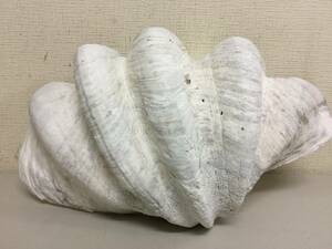 シャコガイ　シャコ貝　貝殻　インテリア　置物　横約46.8cm　重さ9.22kg　　　　Z
