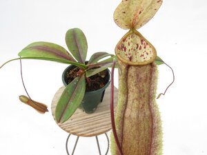 N.neoguineensis BE-4539 2.5号【現品限り】ネペンテス 食虫植物_81131