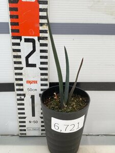 6721 「実生株】アロエ スザンナエ【種から発芽！・成長順調厳選株・Aloe・多肉植物】