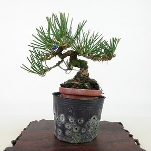 盆栽 松 黒松 樹高 約11cm くろまつ Pinus thunbergii クロマツ マツ科 常緑針葉樹 観賞用 小品 現品