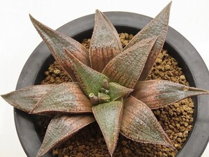 ■[Y031](エスタホイゼニーES-2×銀鱗)×MEGAコエル【多肉植物　Haworthia　ハオルチア　ハオルシア】