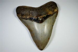 サメ 歯化石 メガロドン 118mm サメの歯 フロリダ 大 希少