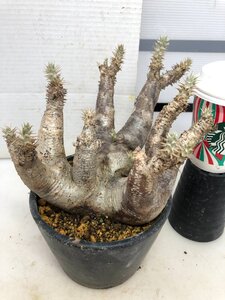 5191 「塊根植物」パキポディウム エニグマティクム大 植え【発根・Pachypodium enigmaticum・多肉植物】