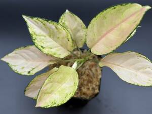 魅惑の桃色　アグラオネマ　ピンクバービー　斑入り　写真現物　Aglaonema Sp Pink Barbie【HEIAN】