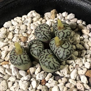 ウィッテベルゲンセ　D型　Wittebergense Type D　　 コノフィツム 　Conophytum 　多肉植物