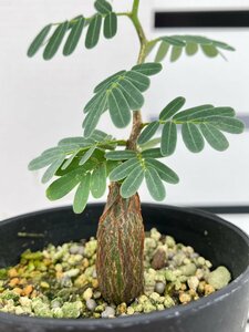 6914 「実生」センナ　メリディオナリス【種から発芽！・発根・Senna meridionalis】