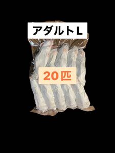 国産冷凍アダルトマウスL 20匹　送料込　沖縄及離島発送別料金　即日発送　同梱可