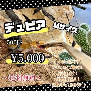 デュビアMサイズ、500匹