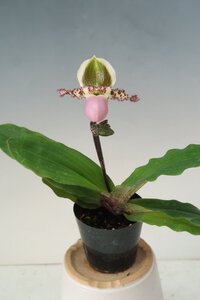 洋蘭 原種 パフィオ TA11883 TB18-28 Paph. liemianum x sib (