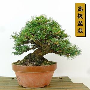 盆栽 松 五葉松 樹高 約15cm ごようまつ 高級盆栽 Pinus parviflora ゴヨウマツ マツ科 常緑針葉樹 観賞用 小品 現品