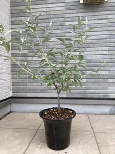 美樹形の株を厳選★銀色の常緑樹『ロシアンオリーブElaeagnus angustifolia（ヤナギバグミ）』の植木　樹高５５cm（鉢底から）