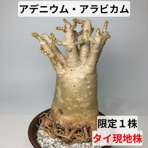 SA91　アデニウム　アラビカム　ドワーフサイズ　たこ足　現地株　初心者オススメ