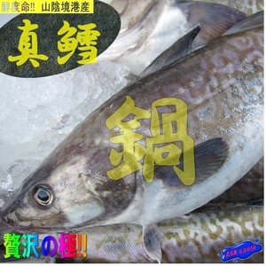 朝とれ直送「真鱈3-4kg」-雄雌不定-高級料亭等で人気No1の鍋食材です。 -鮮度抜群-