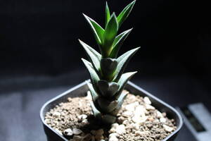 Haworthia /ビスコーサ　ハオルチア　硬葉