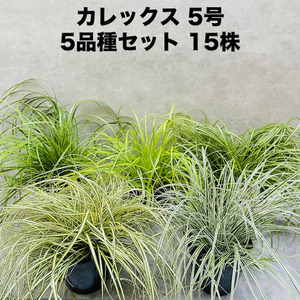 カレックス 5品種セット 寄せ植え用 15株セット 15cm苗 常緑多年草 グランドカバー カラーリーフ 庭 グランドカバー 花壇