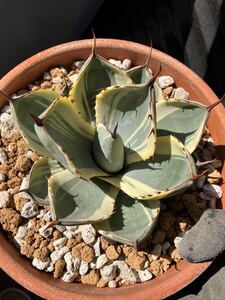 Agave parryi truncata Orizaba アガベ パリートルンカータ