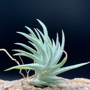 Tillandsia ionantha var. vanhyningii Extreme チランジア イオナンタ バンハイニンギー エクストリーム ティランジア