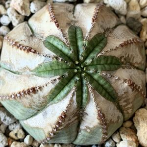 【B6850】【選抜株】ユーフォルビア オベサ Euphorbia obesa ( 検索 アガベ 塊根植物 多肉植物 )