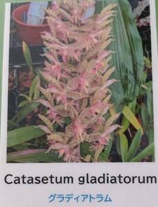 【北軽ガーデン】＊熱帯植物＊Catasetm gladiotorum`Jumbo`＊洋ラン原種＊カタセタム　グラディオトラム＊タケノコ系＊マットグロッソ州＊