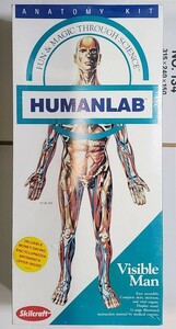 ●Skilcraft ANATOMY KIT HUMANLAB Visible Man 組み立てキット プラモデル 人体模型 解剖学●