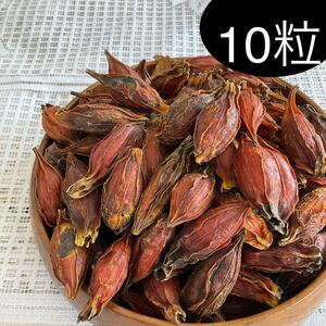 乾燥クチナシの実 10粒(20g前後)大粒　梔子　即購ok