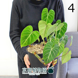 【現品】フィロデンドロン・グロリオーサム 5号 黒鉢（4）Philodendron gloriosum