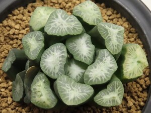 ■[Y082]万象(金子氏実生)【多肉植物　Haworthia　ハオルチア　ハオルシア】