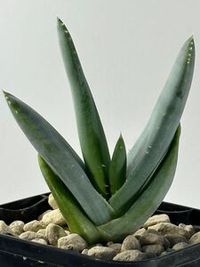 Aloe krapohliana var.dumouinii アロエ クラポリアナ 変種 デュモウリニー ダイアモンドエリア原産 多肉植物