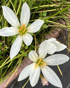 タマスダレ、４球、初夏から遅秋にかけ３から４ｃｍの花を次々開花、南米原産、耐寒性あり、遅くまで葉がある、裸で送ります 