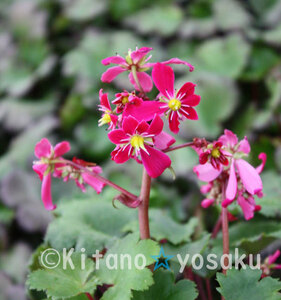 大文字草・紅輪（コウリン）◇ユキノシタ科　３寸（9.0cm）ポリポット栽培 ●花終了 ☆花時期9月～