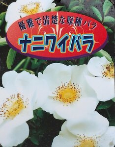 100円～● バラ ● ナニワイバラ ● 難波薔薇 ● 一季咲き ● 大輪 ● 強健 ● 6号 ● 優雅で清楚な原種系 ●