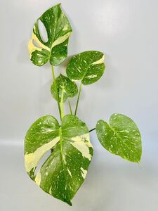 「19」 即決可！　モンステラ デリシオーサ タイコンステレーション 斑入り Monstera Thai Constellation Variegata 