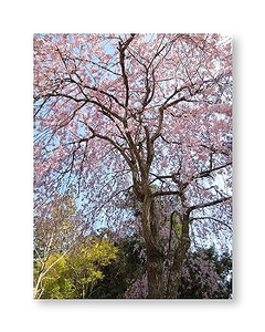 オリジナルフォト ポストカード 2012年 桜 紹太寺 境内 枝垂れ桜