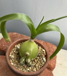 ニセカイソウ（偽海葱）子持ちラン　コモチラン　Albuca bracteata 　今季ラスト品