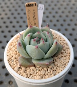 23.ホーリンゼ×コロラータアウテンティカ 実生苗 エケベリア 国産 多肉 Echeveria