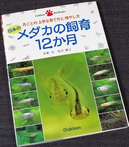 日本のメダカの飼育12か月-上手な育て方と増やし方｜魚 飼い方 月別解説 管理ガイド 水槽セッティング 繁殖 #d