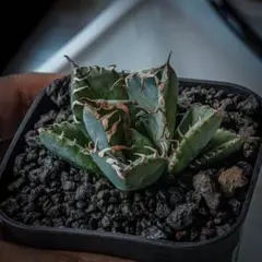 Agave titanota 魔丸